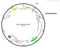 AAV-CAGGS-EGFP
