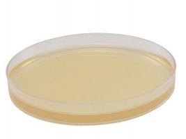 AnaeroGRO™ Bacteroides Bile Esculin (BBE) Agar, Pre-reduced 15x100mm plate
