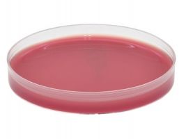 AnaeroGRO™ Campylobacter Selective Agar, 15x100mm plate, 1 Pre-reduced