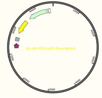 Bcr-Abl P210-pLEF
