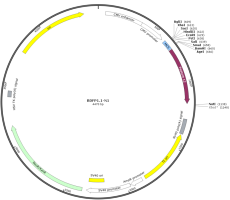 BDFP1.1-N1 Plasmid