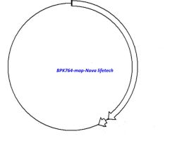 BPK764