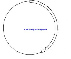 C- Myc Plasmid