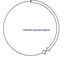 CAS9- NAT