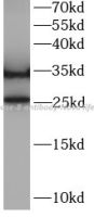 Caspase 8 antibody