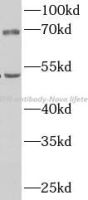 CBPN antibody