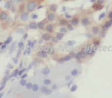 CCK antibody