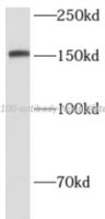 CD100 antibody