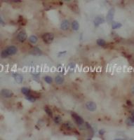 CD14 antibody