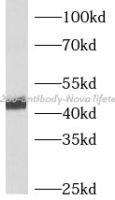 CD200 antibody