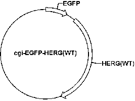 cgi-EGFP-HERG(WT) Plasmid