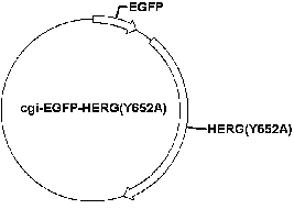 cgi-EGFP-HERG(Y652A) Plasmid