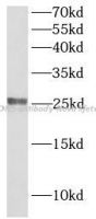 CLDN5 antibody