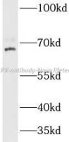CLPX antibody