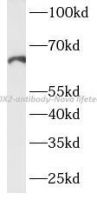 COX2 antibody