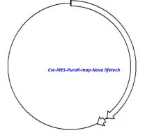 Cre-IRES-PuroR Plasmid