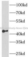 CREB1 antibody