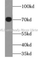 DVL1 antibody