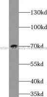 Elastin antibody