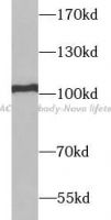 EPAC1 antibody