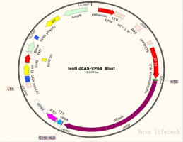 Lenti dcas VP64- Blast Plasmid