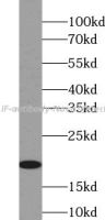 LIF antibody