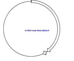 M- MLV PLASMID