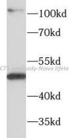 MCT1 antibody