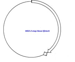 MD2- 2 Plasmid