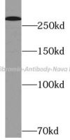 Neurofibromin Antibody