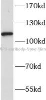 NLRP3 antibody