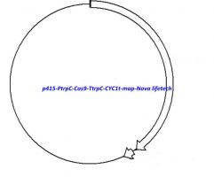 p415- PtrpC- Cas9- TtrpC- CYC1t