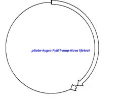 PBABE-HYGRO PYMT PLASMID