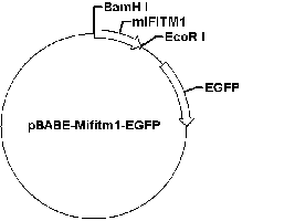 PBABE-MIFITM1-EGFP PLASMID