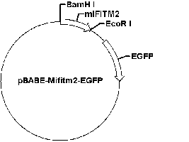 PBABE-MIFITM2-EGFP PLASMID
