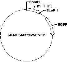 PBABE-MIFITM3-EGFP PLASMID