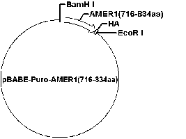 PBABE-PURO-AMER1(716-834AA) PLASMID