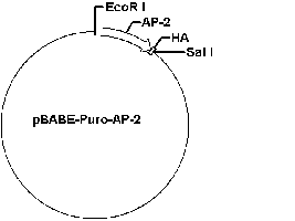 PBABE-PURO-AP-2 PLASMID