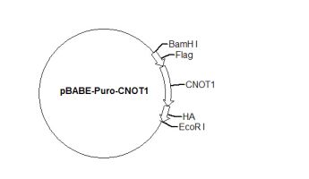 PBABE-PURO-CNOT1 PLASMID
