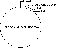 PBABE-PURO-KIFAP3(606-772AA) PLASMID