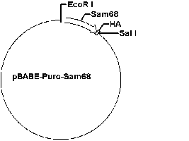 PBABE-PURO-SAM68 PLASMID
