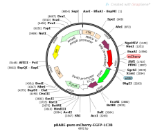 PBABE-PURO MCHERRY-EGFP-LC3B