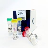 PHOENIXDX® SARS-COV-2 MUTANT SCREEN [V1176F]