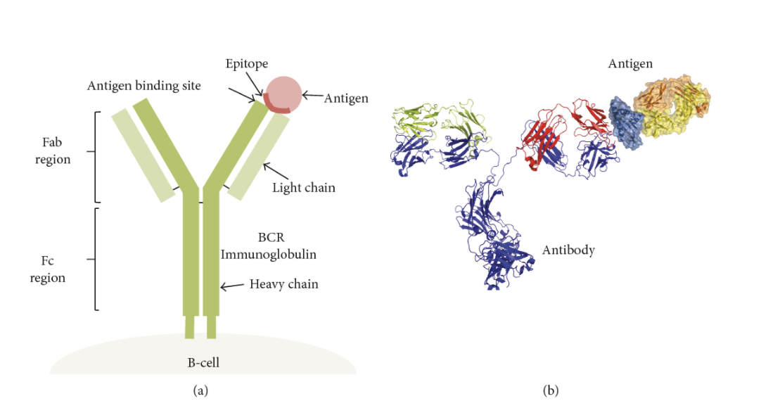 antibody antigen interaction 